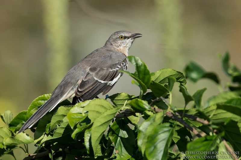 Northern Mockingbird