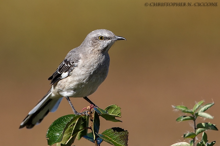 Northern Mockingbird