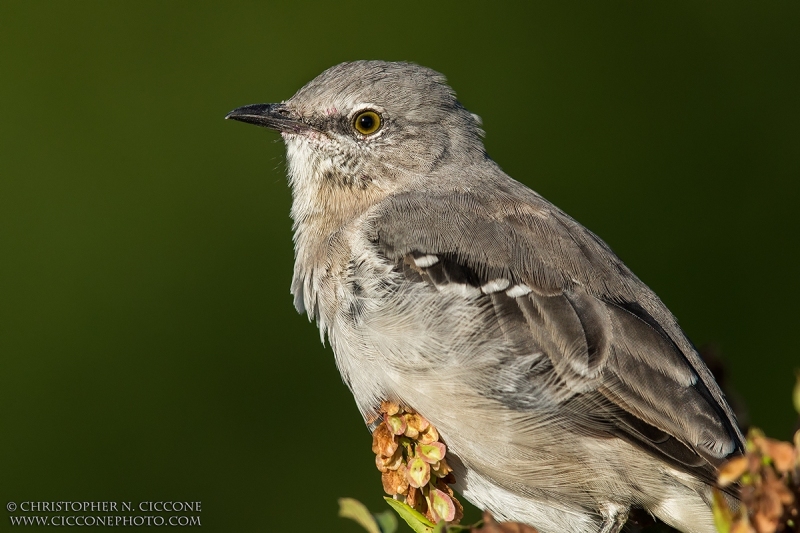 Northern Mockingbird