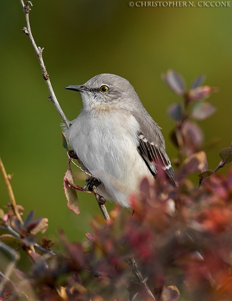 Northern Mockingbird