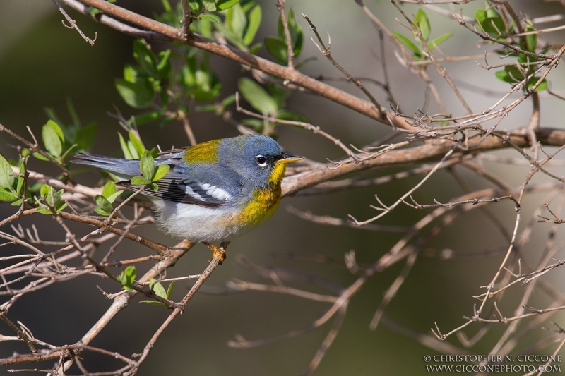 Northern Parula