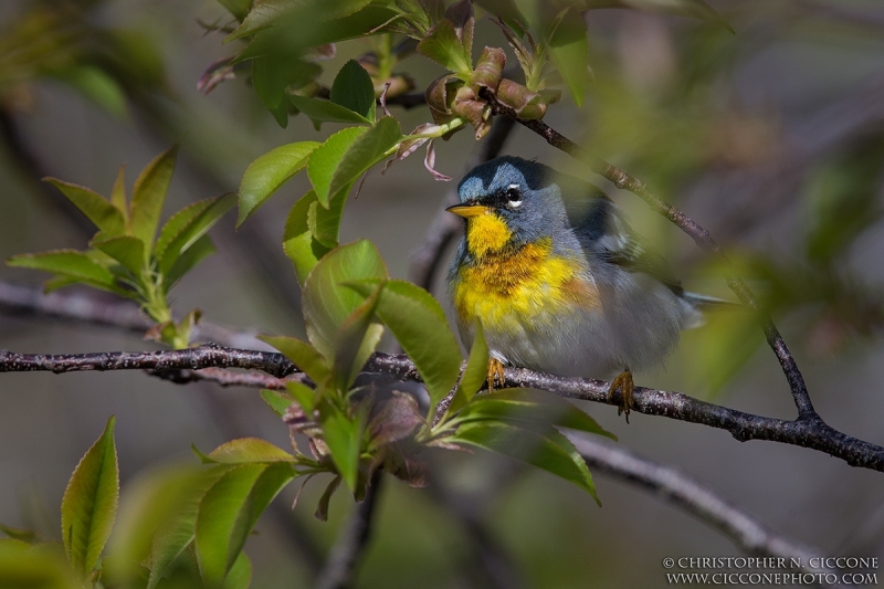 Northern Parula