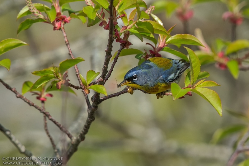 Northern Parula