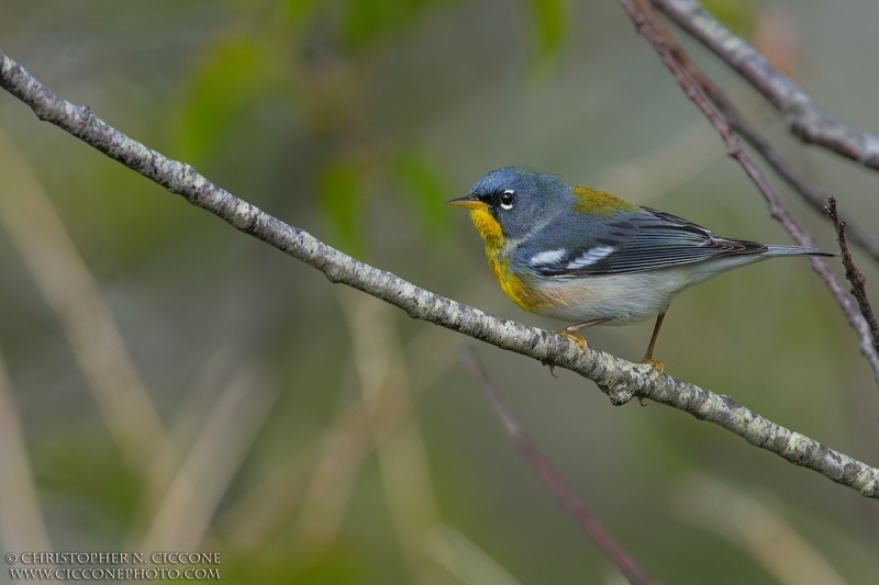 Northern Parula