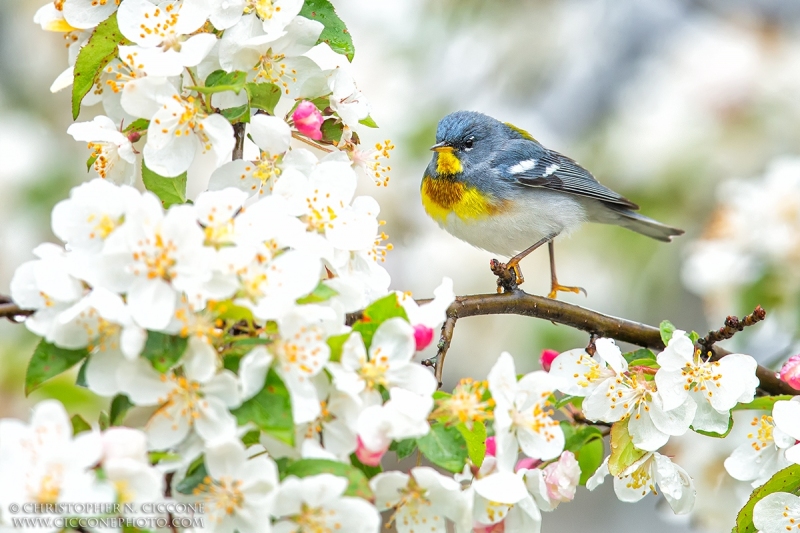 Northern Parula