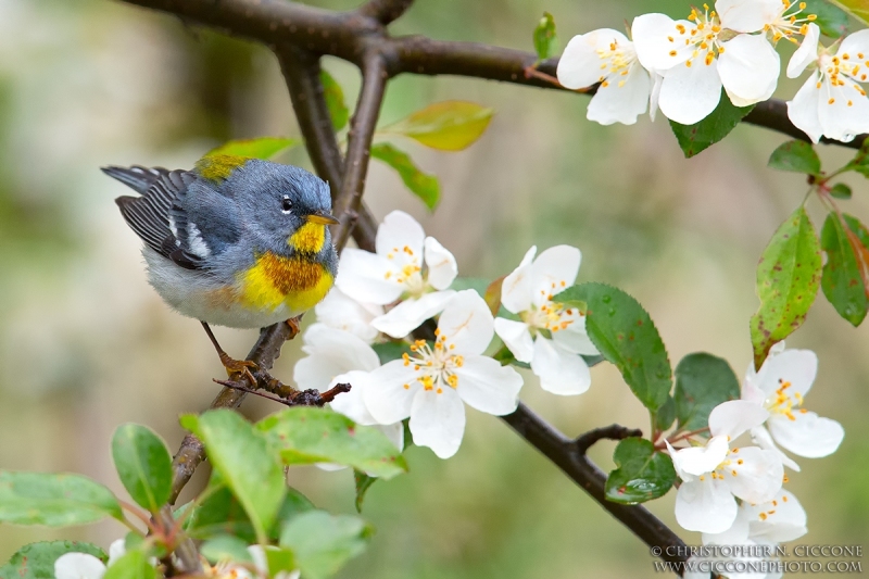 Northern Parula