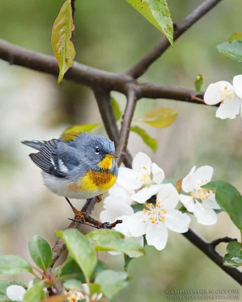 Northern Parula