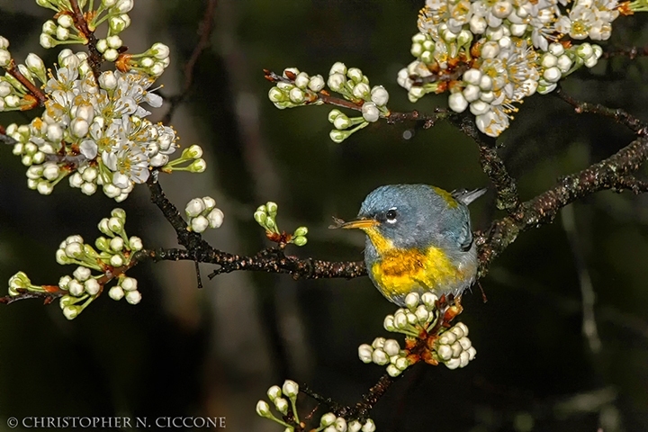 Northern Parula