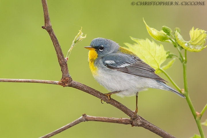 Northern Parula