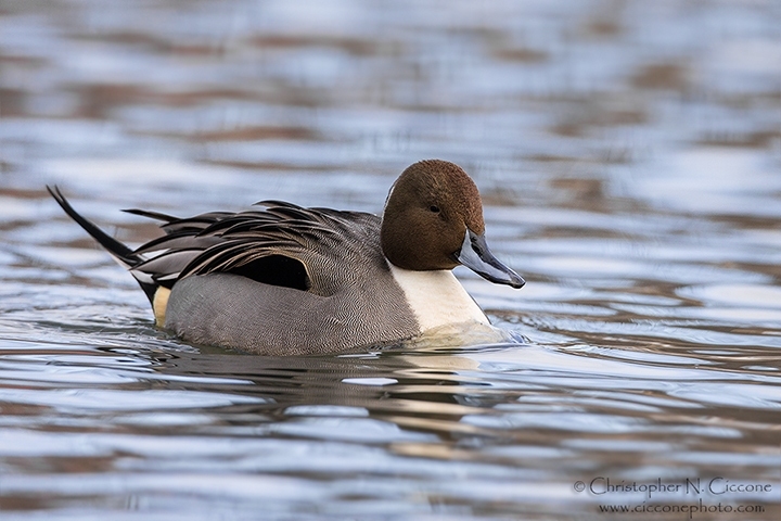 Northern Pintail