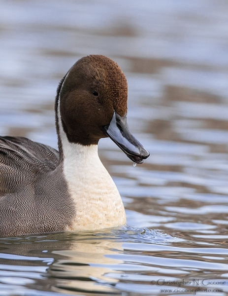 Northern Pintail