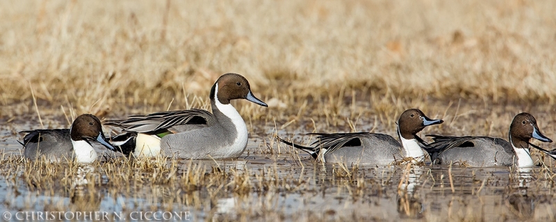 Northern Pintail