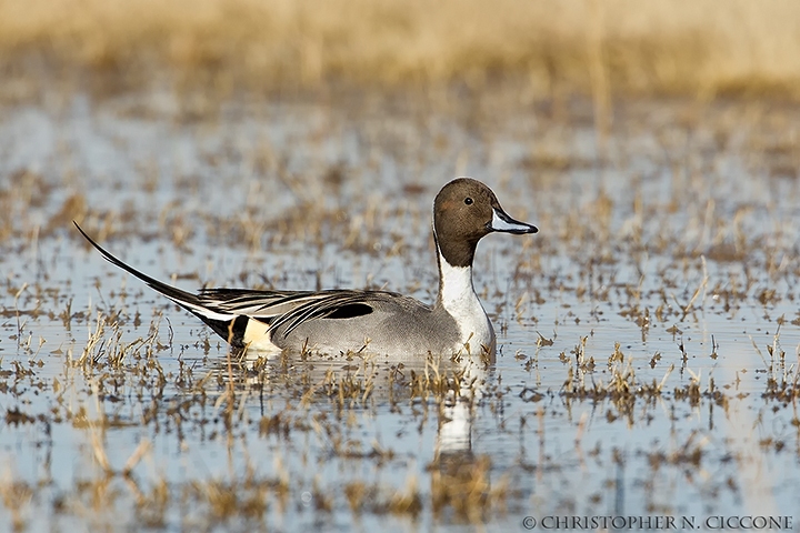 Northern Pintail