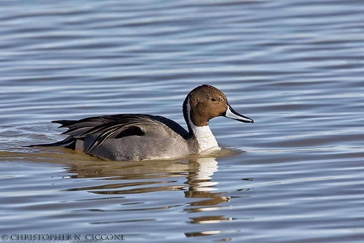 Northern Pintail