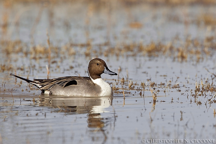 Northern Pintail