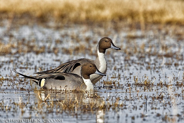 Northern Pintail