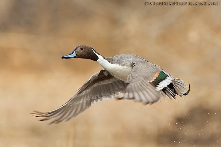 Northern Pintail