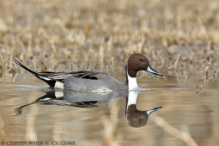 Northern Pintail