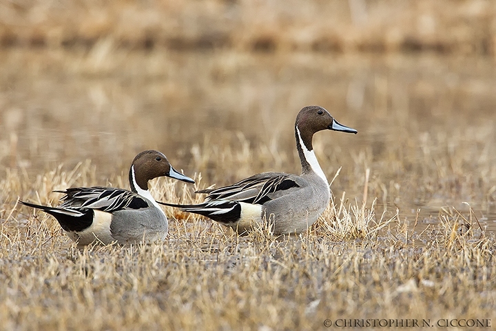 Northern Pintail