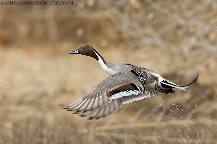 Northern Pintail