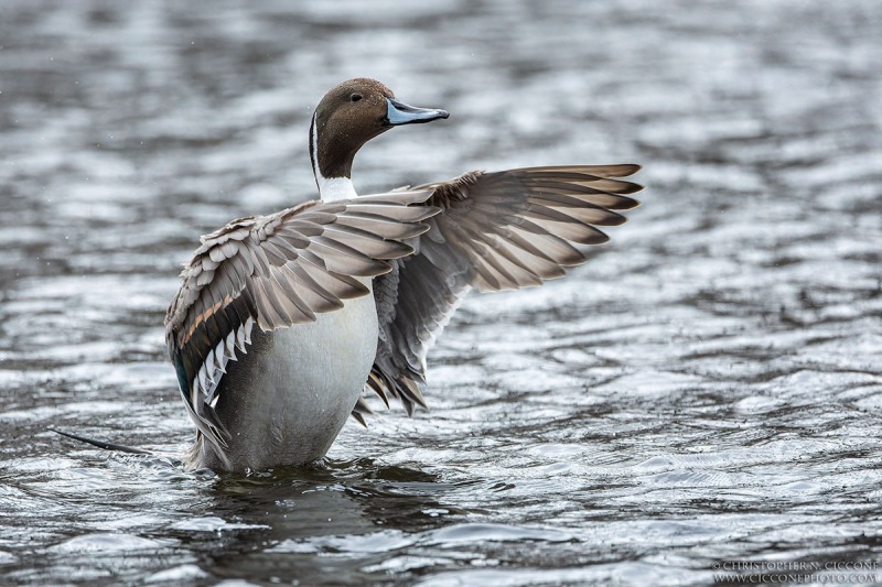 Northern Pintail