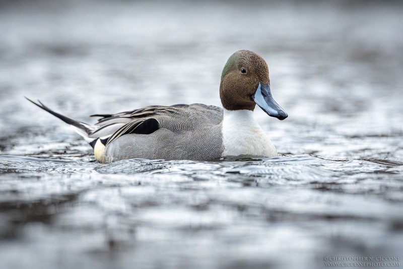 Northern Pintail