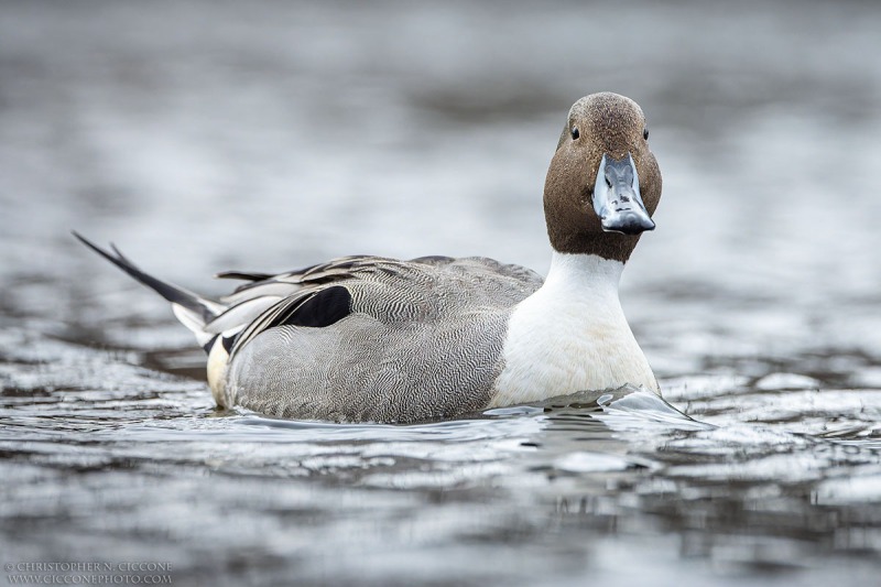 Northern Pintail