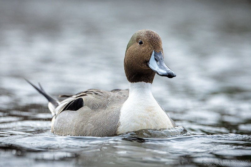 Northern Pintail