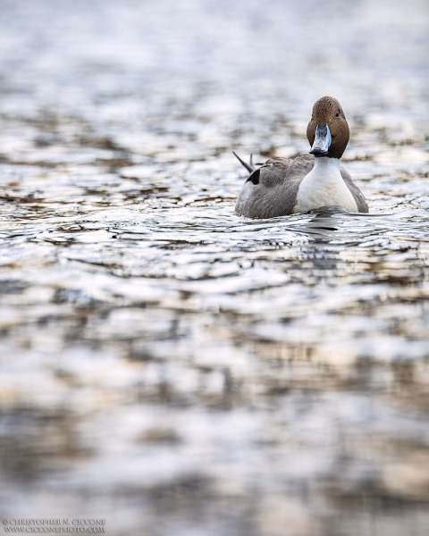 Northern Pintail