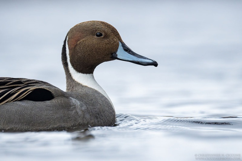 Northern Pintail