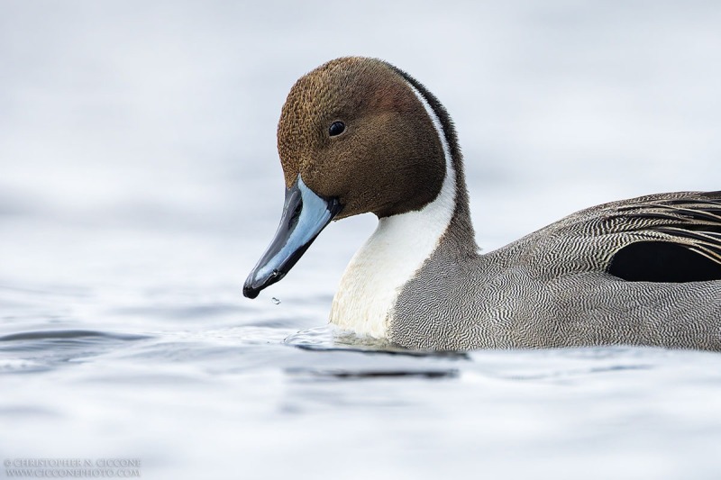 Northern Pintail