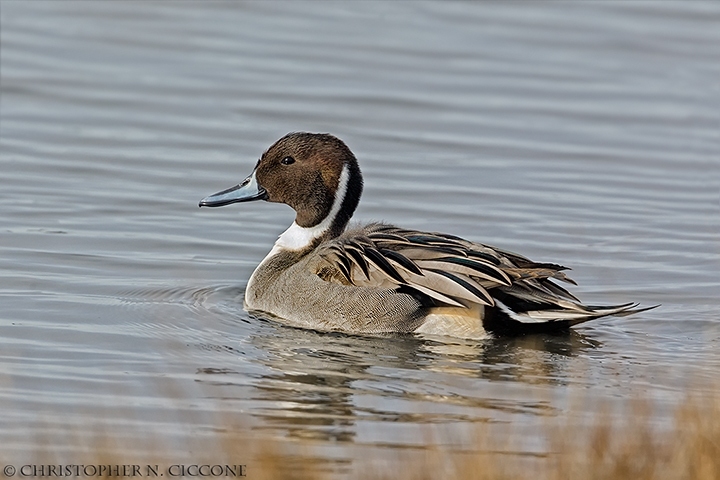 Northern Pintail