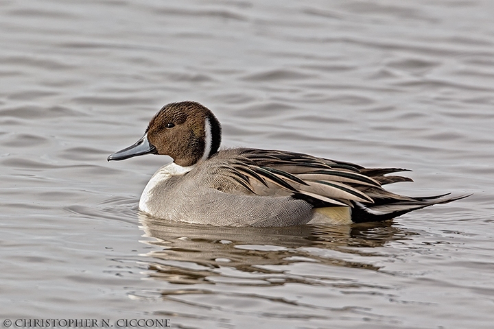 Northern Pintail