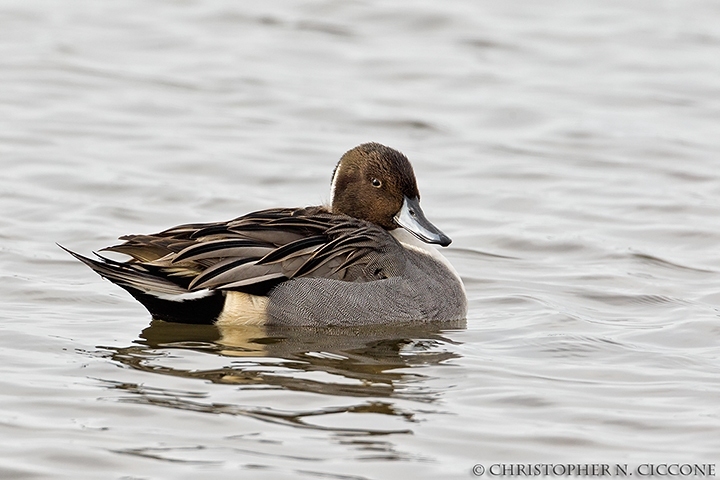 Northern Pintail