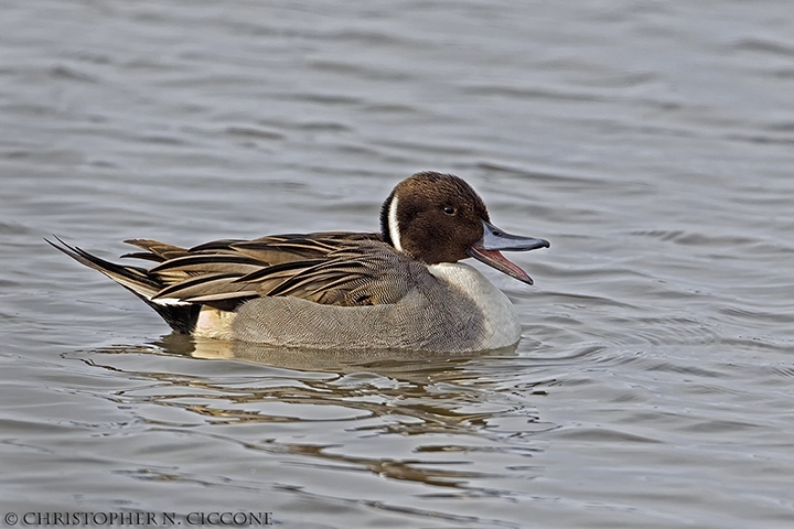 Northern Pintail