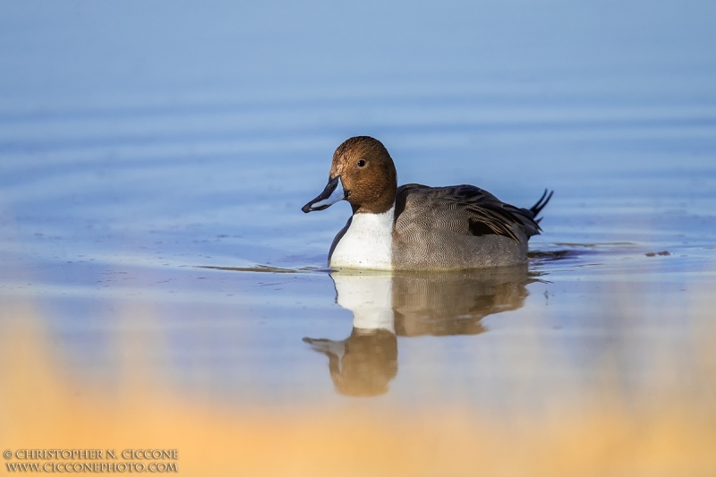 Northern Pintail