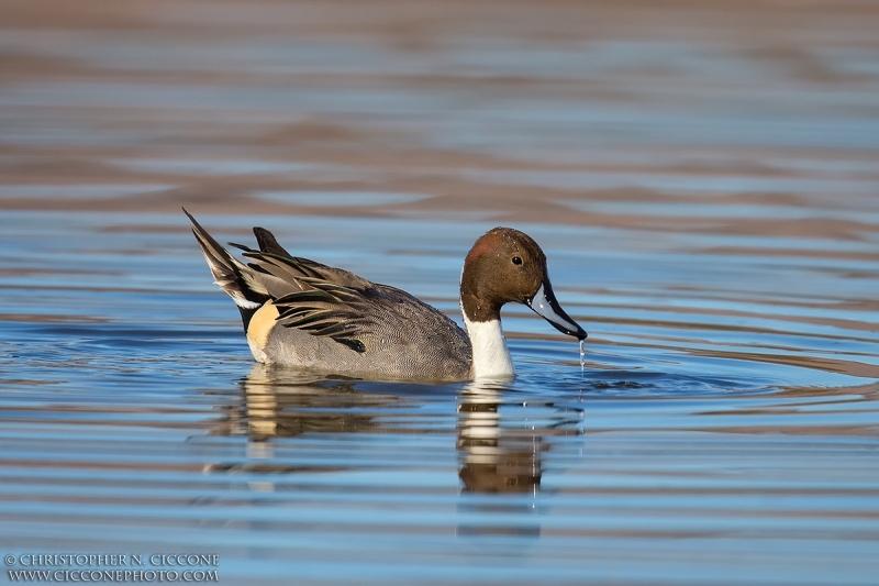 Northern Pintail