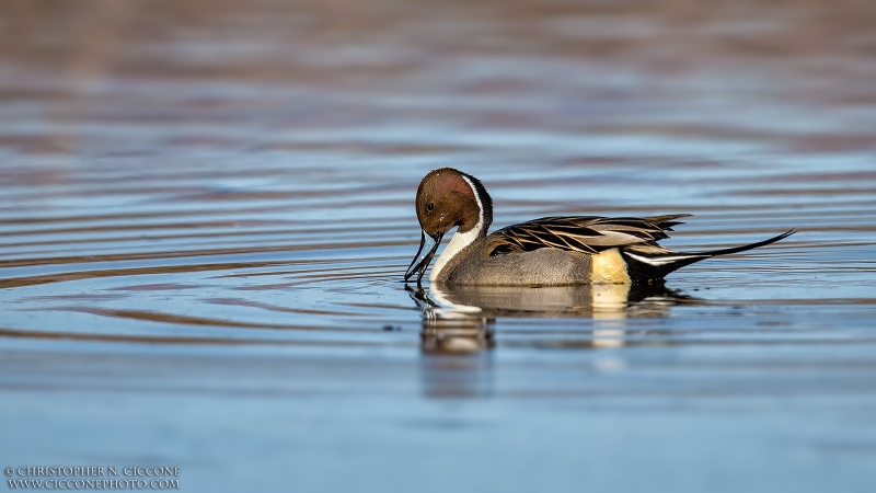 Northern Pintail