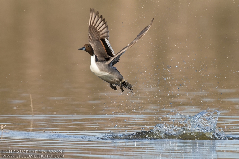 Northern Pintail