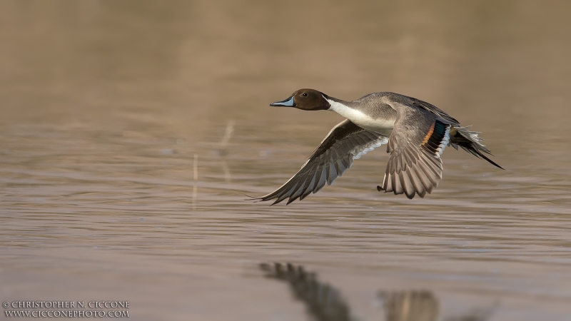 Northern Pintail