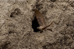 Northern Rough-winged Swallow