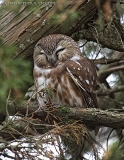 Northern Saw-whet Owl