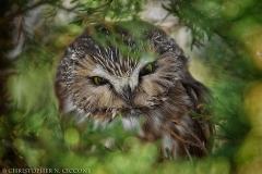 Northern Saw-whet Owl