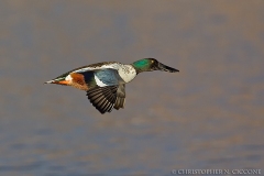 Northern Shoveler