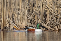 Northern Shoveler