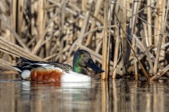 Northern Shoveler