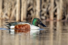 Northern Shoveler