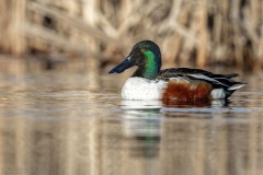 Northern Shoveler