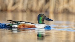 Northern Shoveler