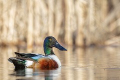 Northern Shoveler